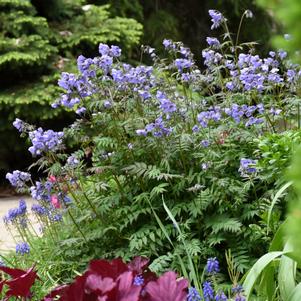 HEAVEN SCENT JACOB'S LADDER