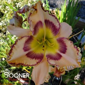 RAINBOW RHYTHM® KING OF THE AGES DAYLILY