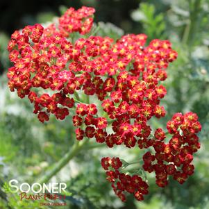 Achillea millefolium 'Sassy Summer Sunset'