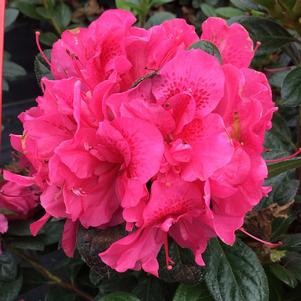 PERFECTO MUNDO® DOUBLE DARK PINK AZALEA