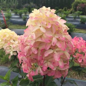 QUICK FIRE FAB® HYDRANGEA