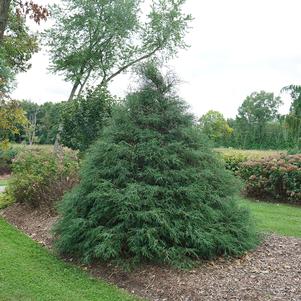 Chamaecyparis lawsoniana 'SMNCLUTL'