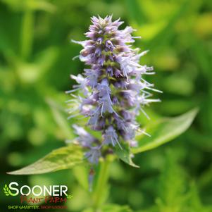 Agastache x 'Blue Fortune'