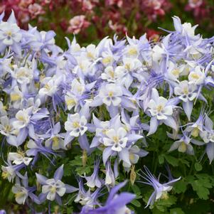 KIRIGAMI™ LIGHT BLUE & WHITE COLUMBINE