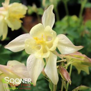 Aquilegia caerulea 'Kirigami™ Yellow'