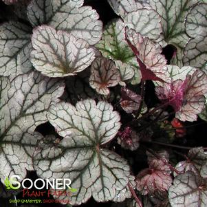 <em>Heuchera</em> SILVER SCROLLS CORAL BELLS: 