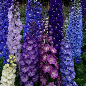 NEW MILLENNIUM™ STARS DELPHINIUM