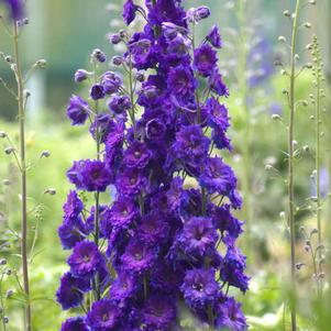 Delphinium chinensis 'Diamonds Blue