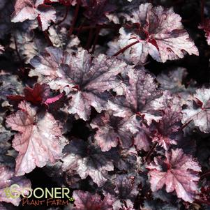 Heuchera x 'Amethyst Myst'