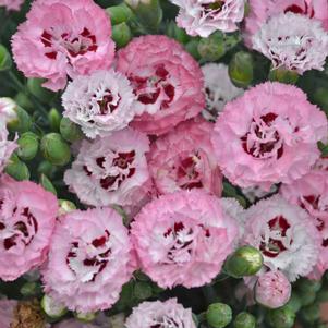 PRETTY POPPERS™ APPLEBLOSSOM BURST DIANTHUS