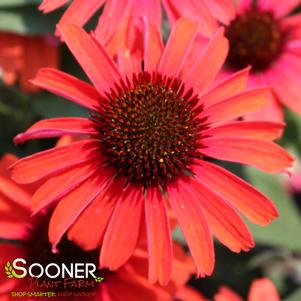 EYE-CATCHER™ TANAGER CONEFLOWER