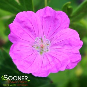 <em>Geranium</em> NEW HAMPSHIRE PURPLE CRANESBILL GERANIUM: 