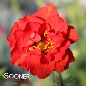 BLAZING SUNSET GEUM