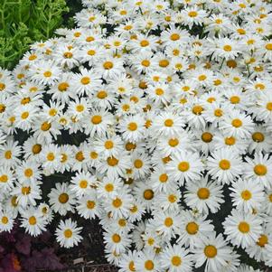 <em>Leucanthemum</em> WHOOPS-A-DAISY SHASTA DAISY: 