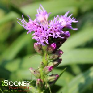 Liatris spicata 'Kobold Original'