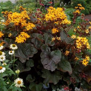 Ligularia dentata 'Britt-Marie Crawford'