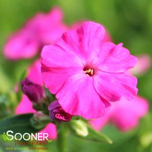 KUNG FUCHSIA HYBRID PHLOX