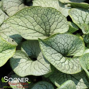 STERLING SILVER BRUNNERA