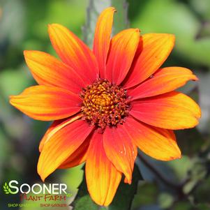 Heliopsis helianthoides var. scabra 'Bleeding Hearts'