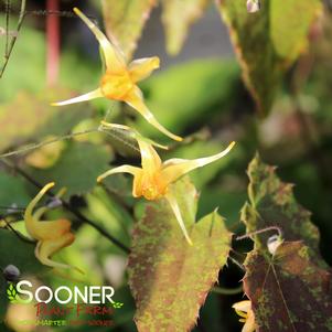 Epimedium x 'Amber Queen'