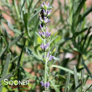 Lavandula SWEET ROMANCE - Buy Lavender Perennials Online