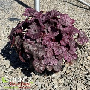 Heuchera x 'Pink Panther'