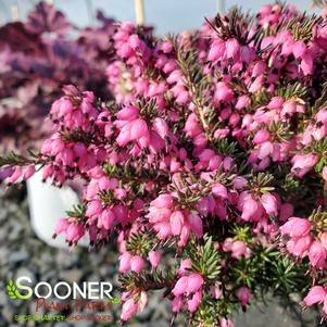 KRAMER'S RED WINTER HEATH