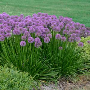 Allium x 'Millenium'