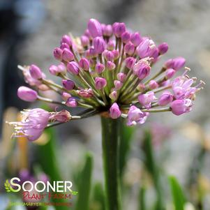 Allium x 'Windy City'