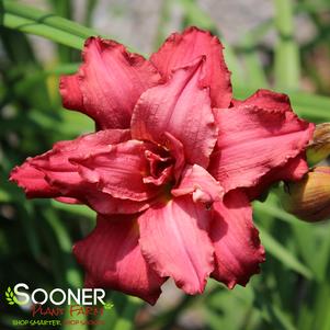 DOUBLE PARDON ME DAYLILY