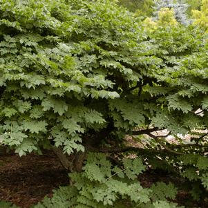 Gymnocladus dioicus 'Espresso'