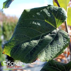 Tilia cordata 'Greenspire'