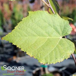 Tilia tomentosa 'Sterling'