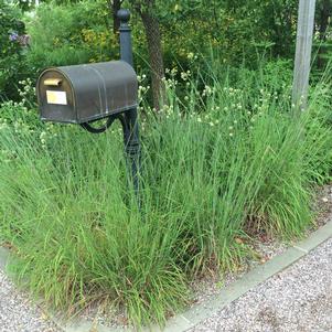 LITTLE BLUESTEM