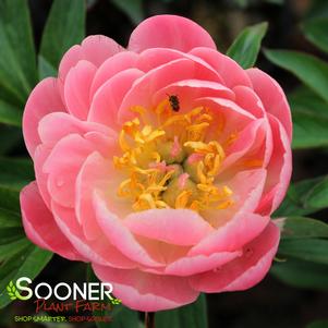 CORAL SUNSET GARDEN PEONY