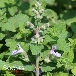 PICTURE PURRFECT CATMINT