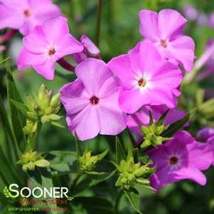 OPENING ACT ROMANCE GARDEN PHLOX