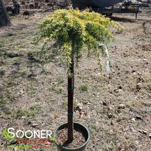 FEELIN' SUNNY® DEODAR CEDAR