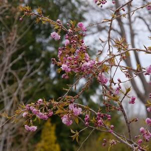 Prunus x 'Extrazam'