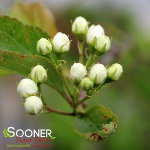 Crataegus viridis ''