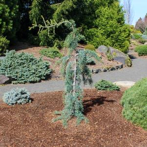 Cedrus libani 'Blue Angel'