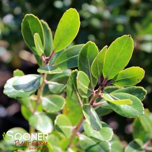 Ilex glabra 'Compacta'