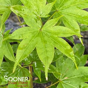 Acer palmatum amoenum 'Saoshika'