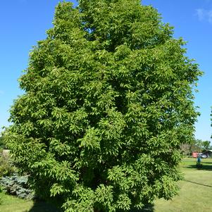 Aesculus glabra 'LavaDak'