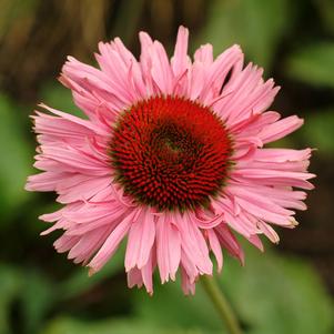 FANCY FRILLS CONEFLOWER