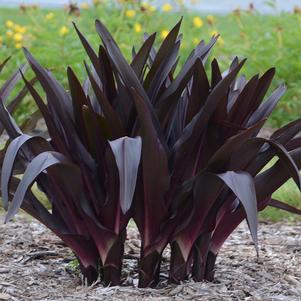 Crowning Glory™ 'Purple Reign' - Pineapple Lily - Eucomis hybrid