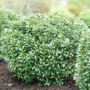 Ilex glabra 'ILEXFARROWTRACEY'