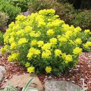 LACY EUPHORBIA