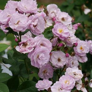 RISE UP LILAC DAYS® CLIMBING ROSE