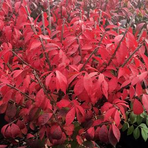 Euonymus alatus 'Odom'